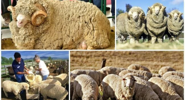 Vedoucí země v chovu ovcí a kde je tento průmysl rozvinutý, kde je více hospodářských zvířat